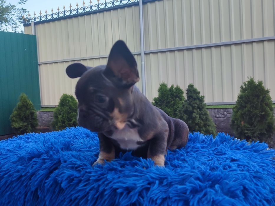 французский бульдог мальчик и девочка