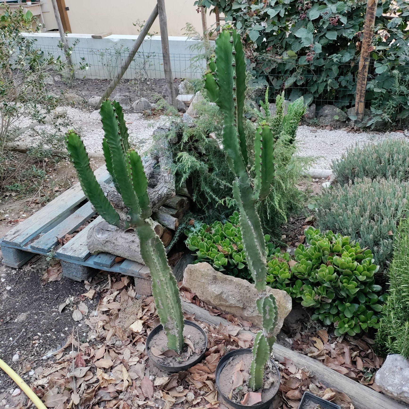 Euphorbias (cacto/suculentas)