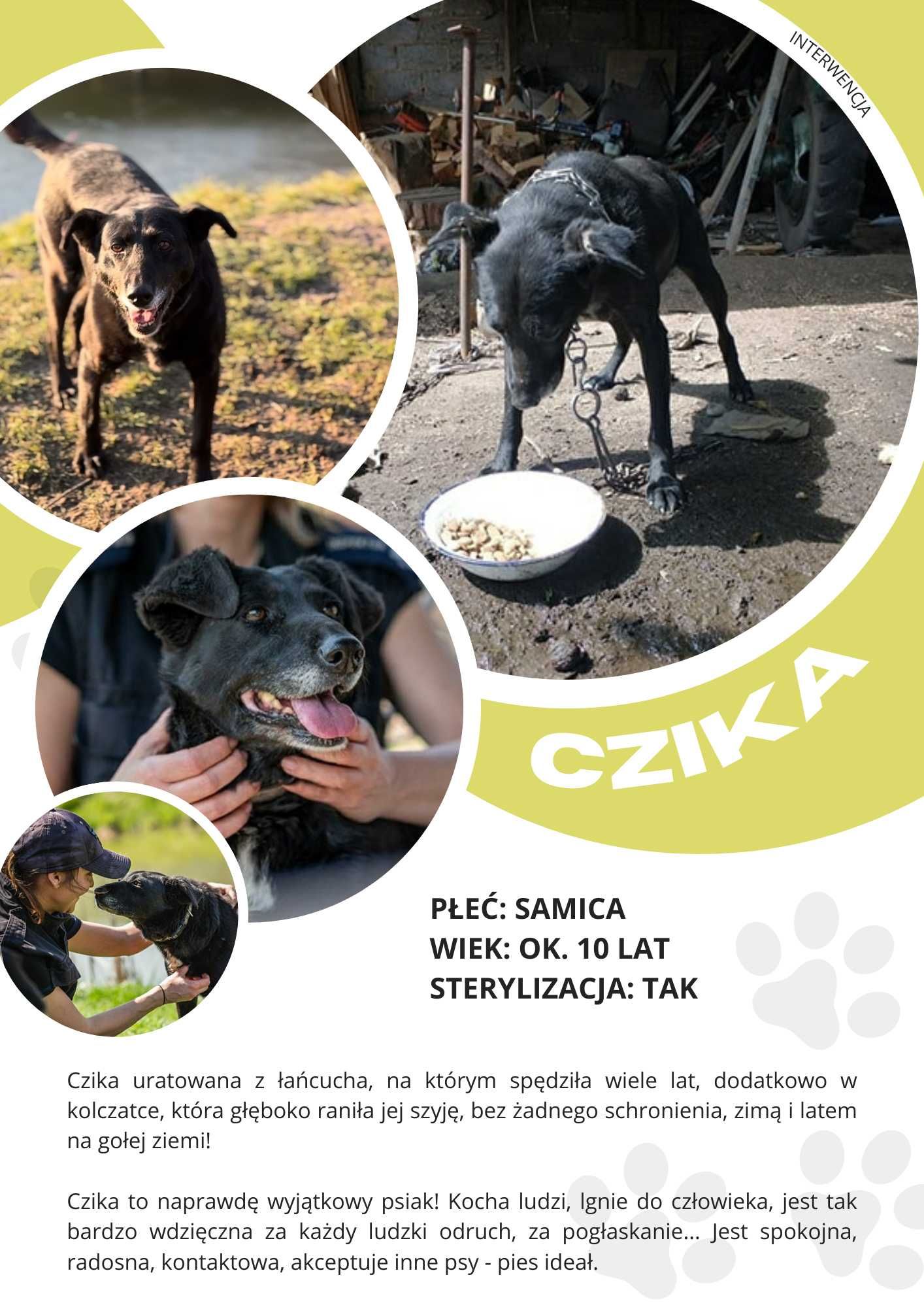 CZIKA - około 10 letnia suczka