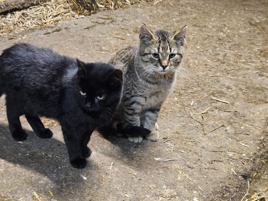 Młode kotki oddam darmo