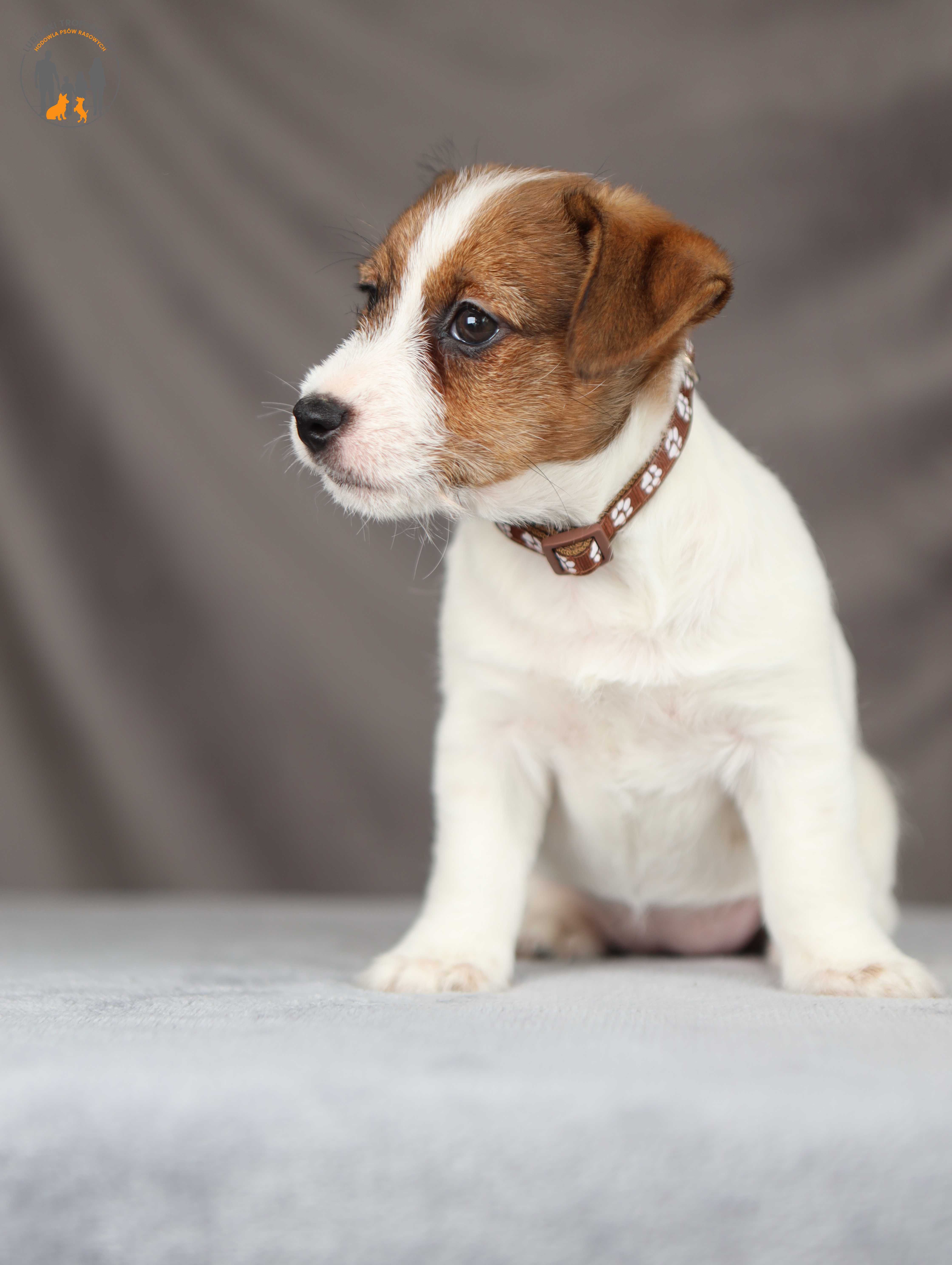 Jack Russell Terrier ZKwP FCI piękna suczka po CH.PL