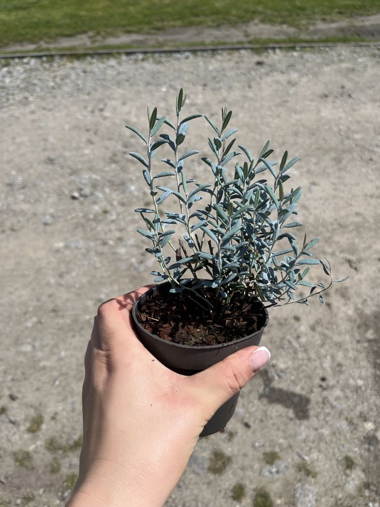 Modrzewnica andromeda