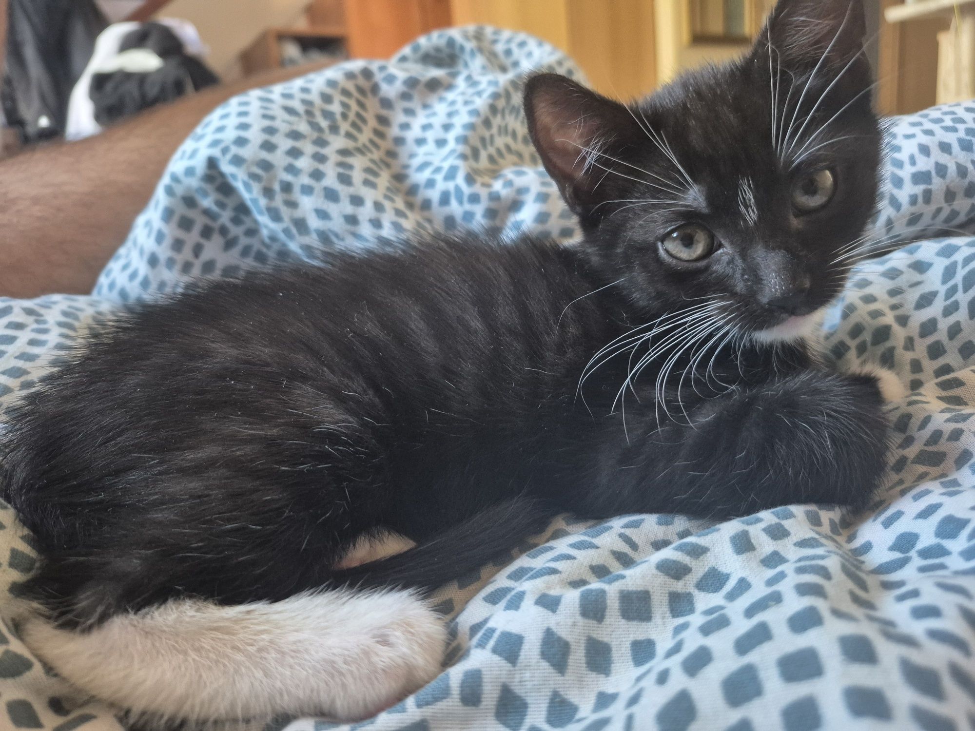 Koty do adopcji.