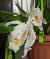 Орхідея Целогіна Coelogyne Cristata поділка