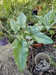 Planta Jarro em vaso