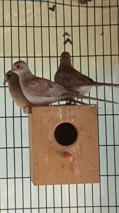 Aves exoticas para cedencia