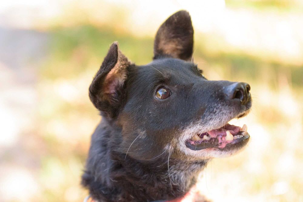 Badu: wierny, nakolankowy towarzysz