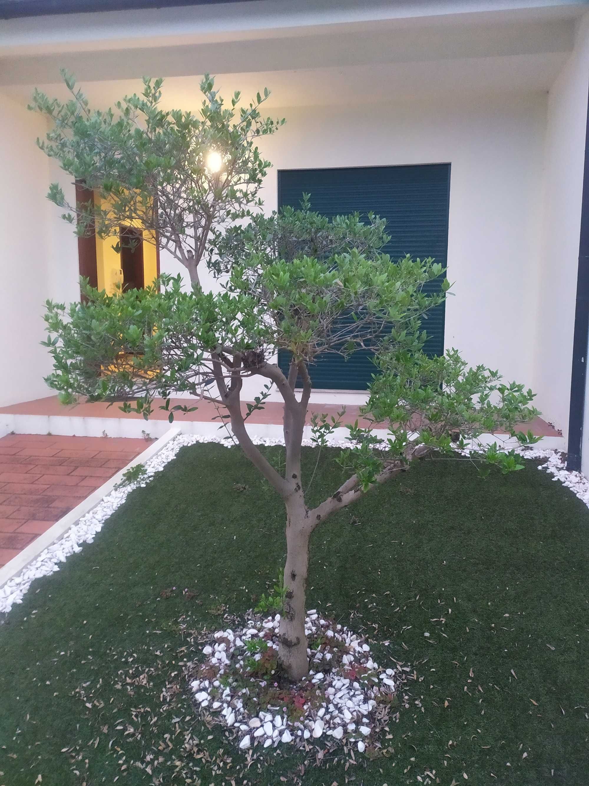 Moradia germinada T3 calendário