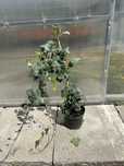 Bluszcz pospolity / Hedera helix
