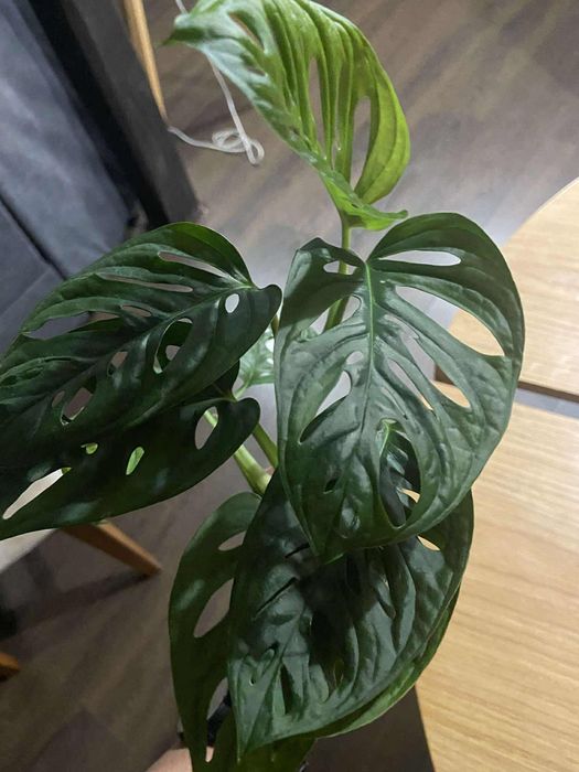 Monstera monkey mask