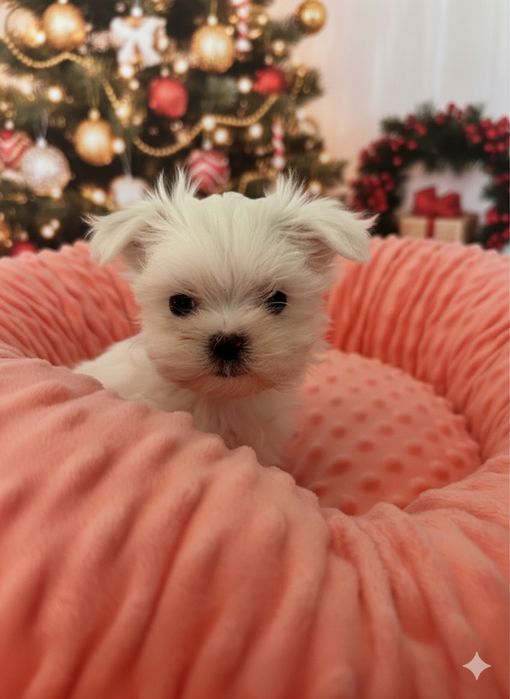 Maltańczyk mini cudo . JUŻ DO ODBIORU