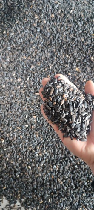 Słonecznik czarny do ptaków gołębi pasza olej