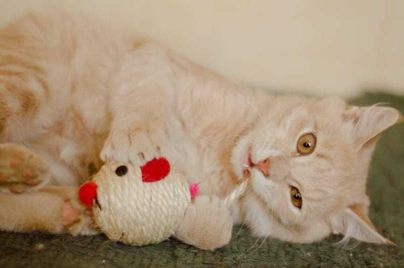 Чук в поиске любящей семьи!