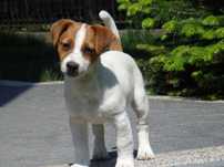 Jack Russell Terrier piesek od # SMARTIE JACKS# PURE BREED male Jack