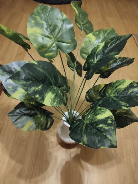 Roślina egzotyczna epipremnum