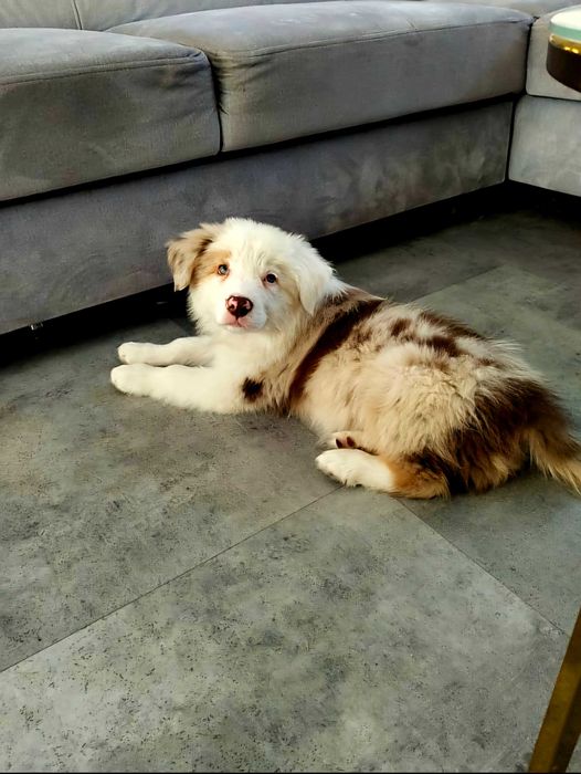 Piękny szczeniak Border Collie FCI