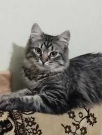 Кошка котенок пушистая сибирская полосатая