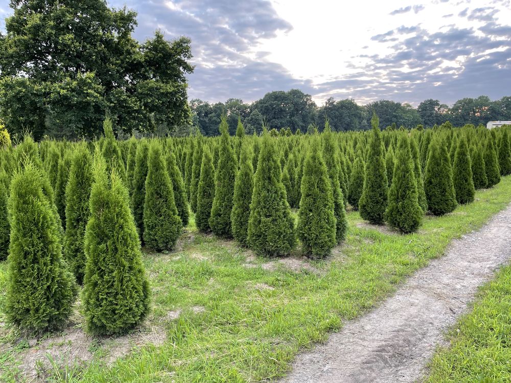 Tuja Thuja Żywotnik „Szmaragd” ok. 260-270 cm Szkółka WROCŁAW