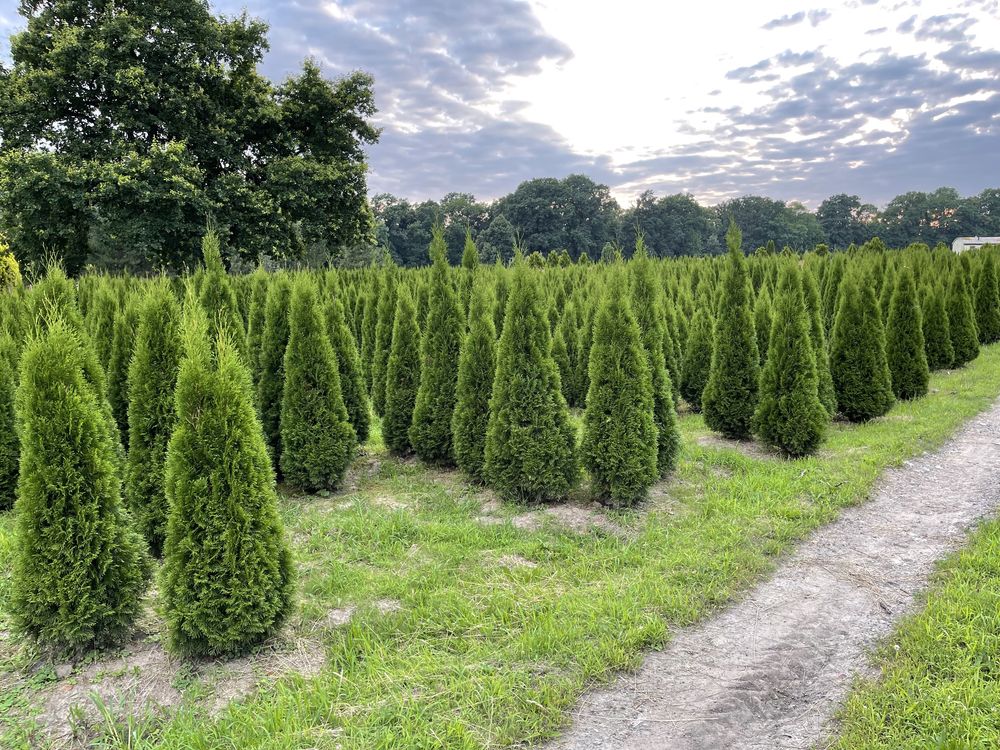 Tuja Thuja Żywotnik „Szmaragd” ok. 260-280 cm Szkółka WROCŁAW