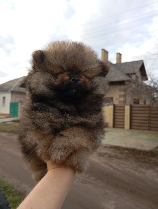 Два мини братика померанского шпица