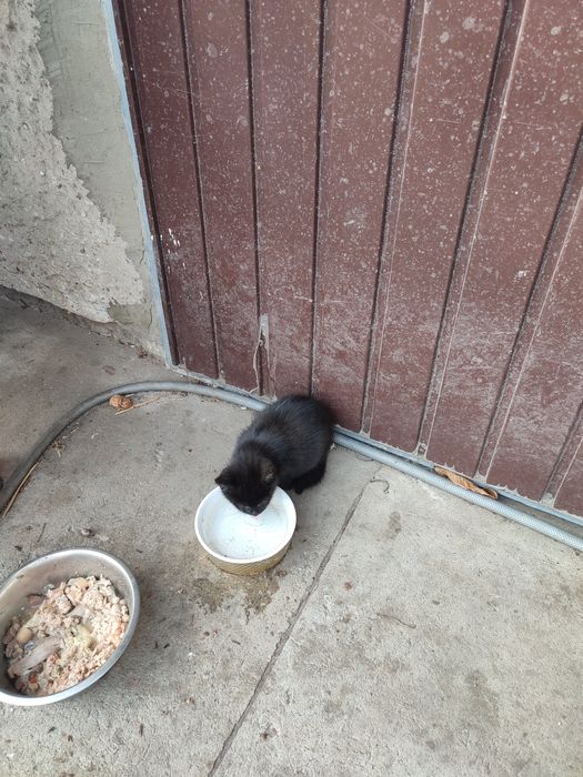 Kotki dwa i pół miesięczne.