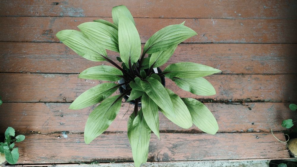 Продам хосту Considering Concordville