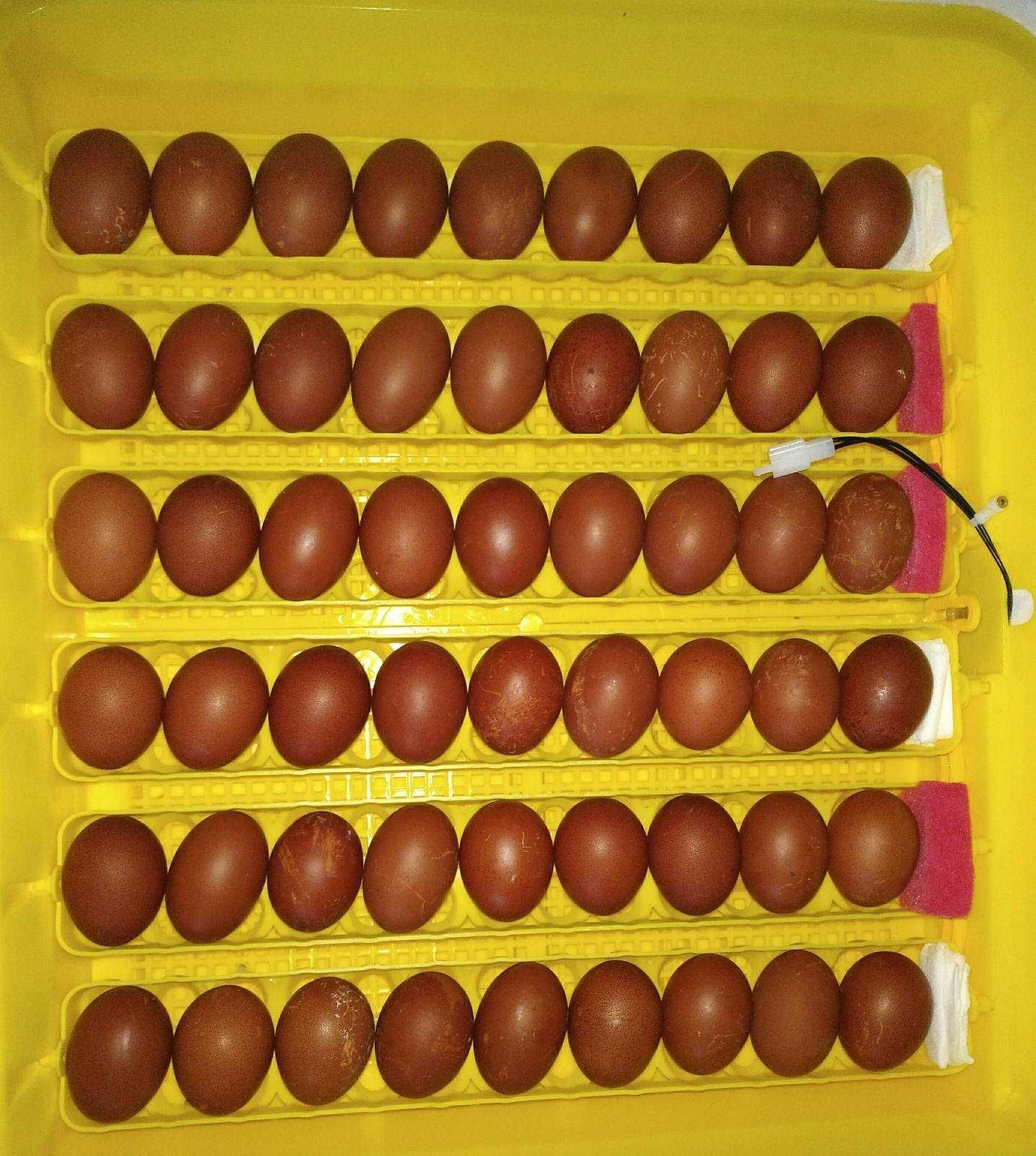 Інкубаційне яйце Чорно-мідного Марана