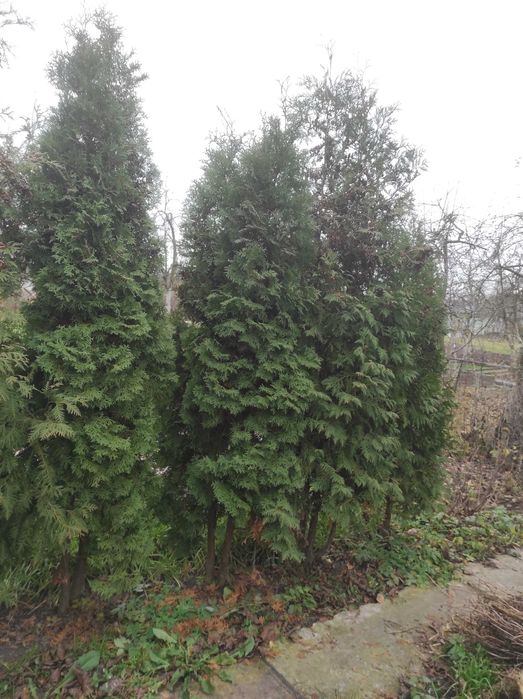 Продаю туї висота 2,5м.