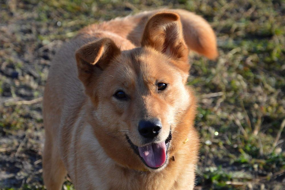 do adopcji kochana suczka Elenka