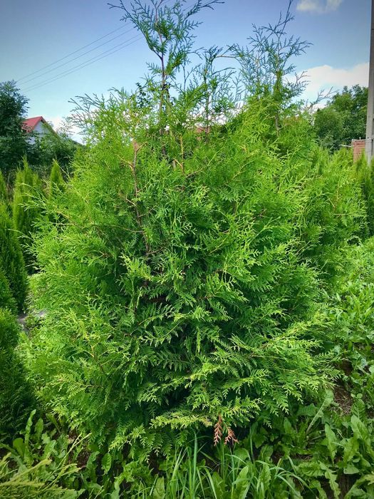 JESIENNA PROMOCJA !! Tuja Tuje Brabant 160-170 cm Sadzenie