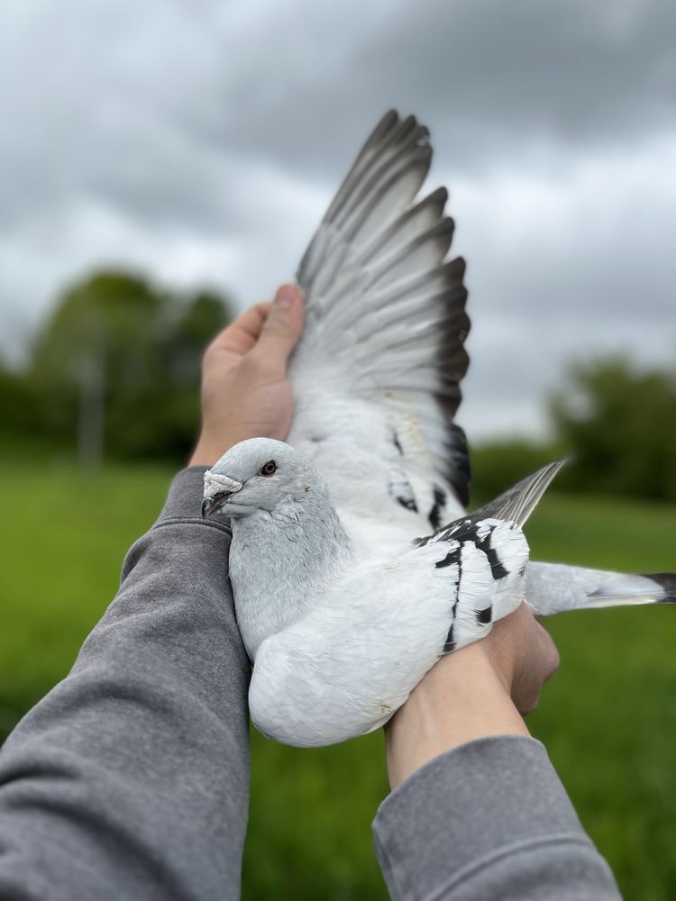 Gołębie Gołębie