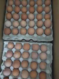 Домашні курячі яйця