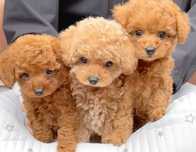 Елітні Maltipoo! Собака Мальтипу пудель Мальтипу ред браун