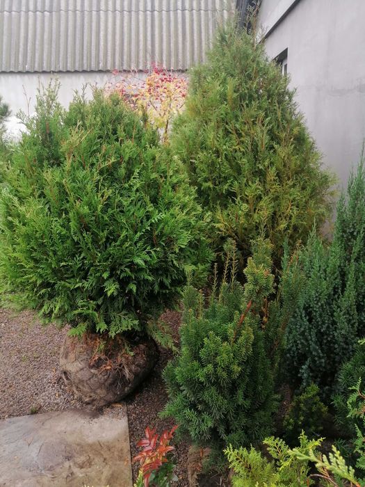 Ели, сосны, Смарагд, Спартан, Блю арроу, Стрикта, Коника,самшит.