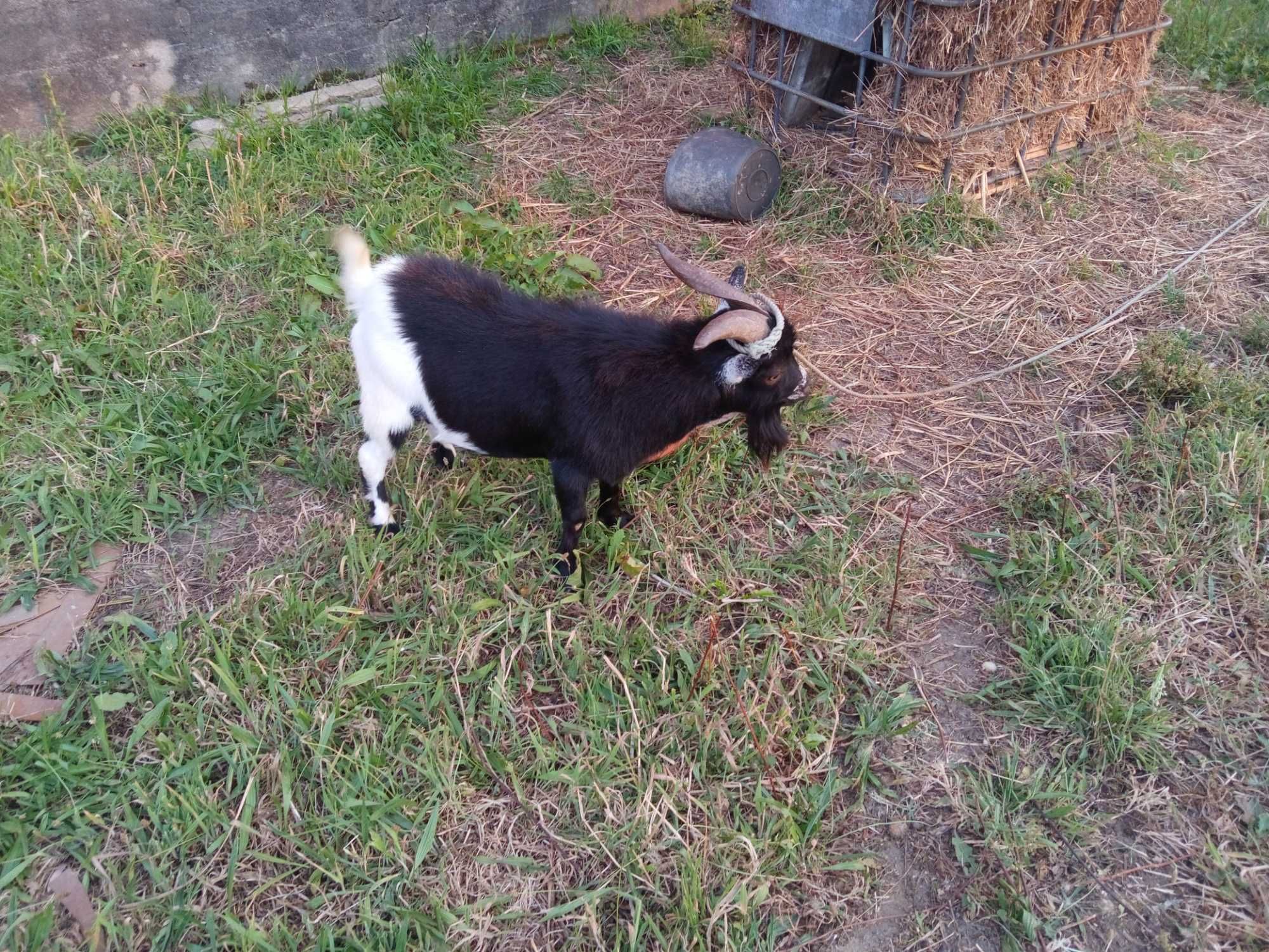 Vendo casal de cabras anas ou troco por raça grande