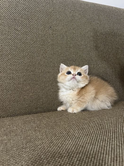 Кошеня Золота шиншилла