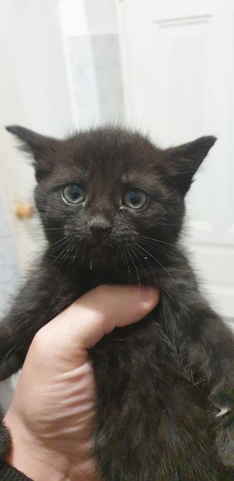 Віддам котиків в добрі руки