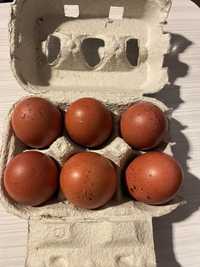 Ovos marans - castanhos escuros