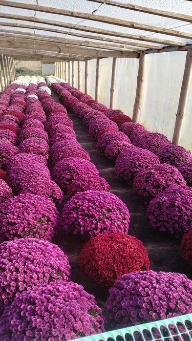 Chryzantemy drobnokwiatowe