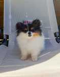 Szpic Miniaturowy/ Pomeranian (suczka)