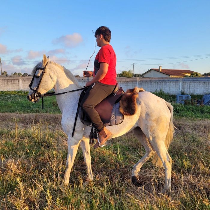 Vendo égua  montada