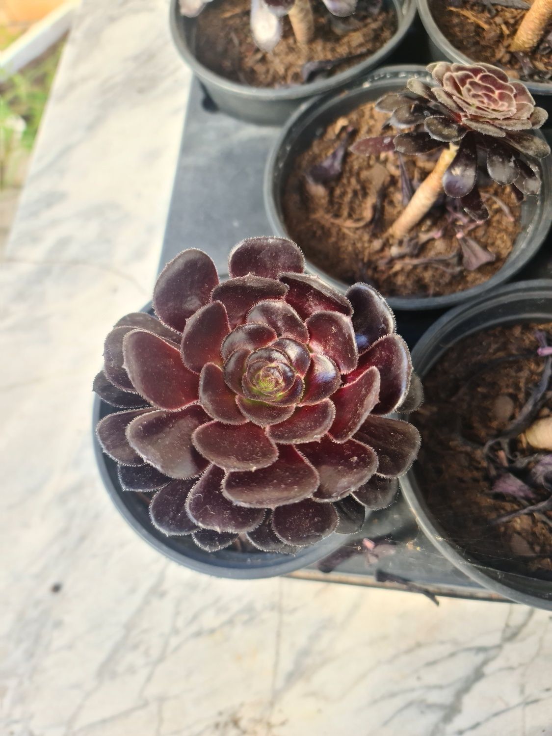 Suculenta Aeonium