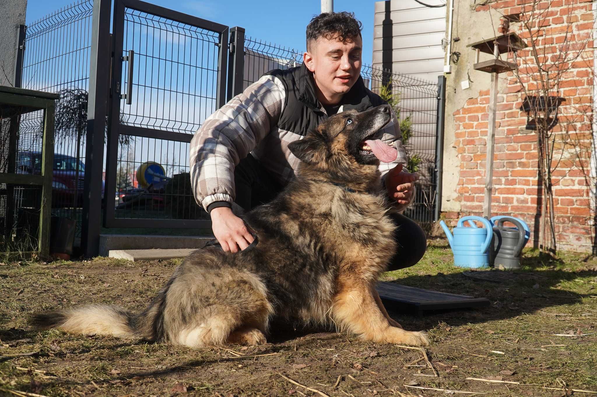 Abra - niebieskooka suczka w typie owczarek niemiecki