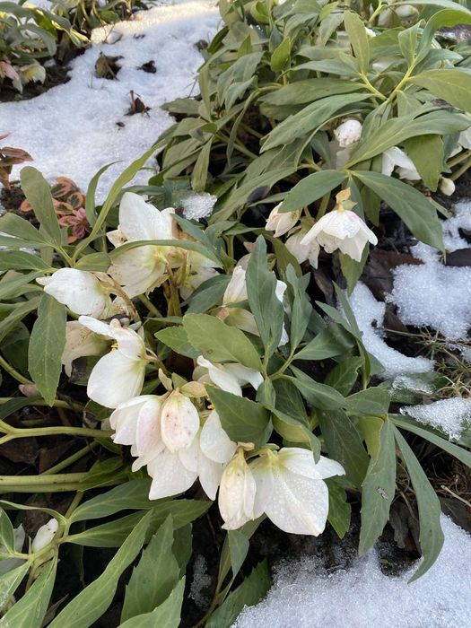 Продам кущики  морозника