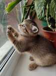 Кошеня. Золота шиншила