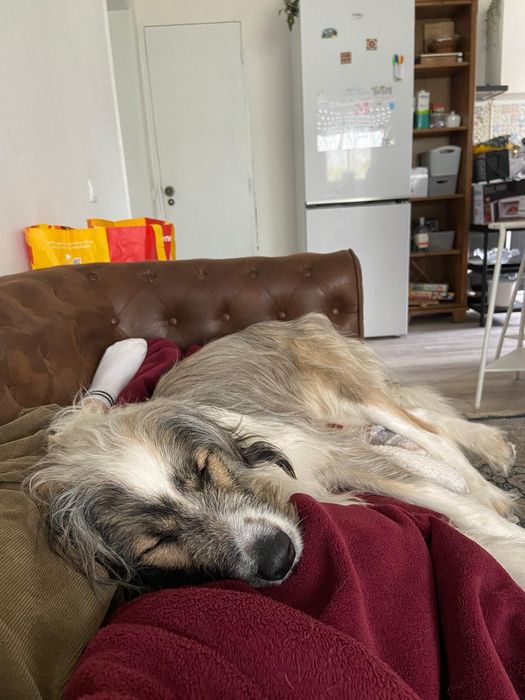 Cão de 2 anos para adopção