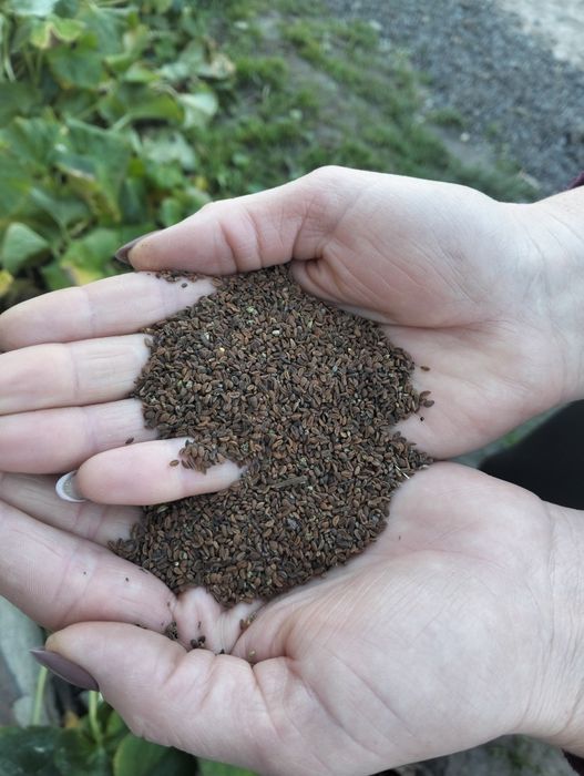 Продам насіння фацелію