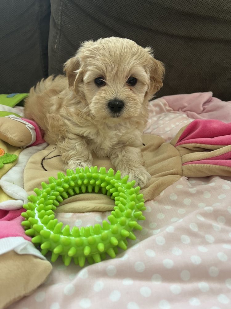 Maltipoo pudel toy&maltanczyk