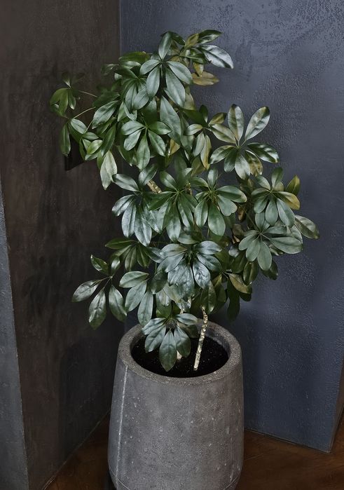 Фітодизайнер, спеціаліст по догляду за кімнатними рослинами