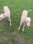 Hart Angielski Greyhound